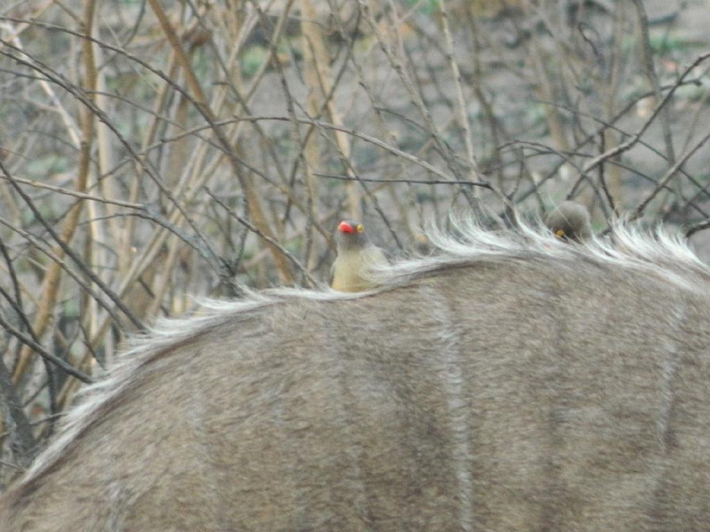 Suedafrika (289)